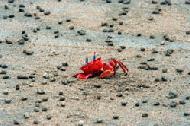 RTW0004  Coastal Red Crab